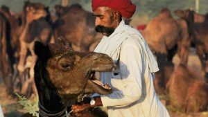 A farmer caresses his camel at the International Camel Fair in Pushkar, Rajasthan.