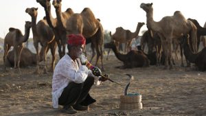 A snake charmer smokes tobacco as he sits next to camels at the annual cattle fair in Pushkar. Pushkar fair, over the years has become a significant tourist attraction for both national and international travellers.