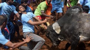 The Madurai district administration has made elaborate security arrangements at Avaniapuram where 625 bulls and an equal number of tamers participated in the event. Both were subjected to fitness tests before competing.