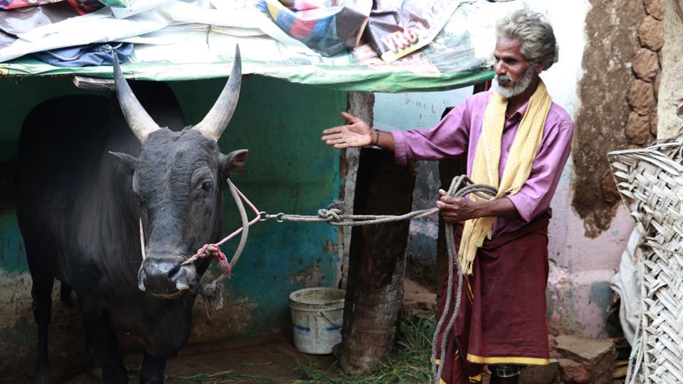 SR Ramar, a 50-year-old farmer with his prized bull which will take part in the Jallikattu event in Aviniapuram. He says the 23-year-old animal – lovingly referred to as Arulu – has won over 200 prizes in competitions through the years. “Why, even the cot I sleep on was won by my Arulu!” Ramar exclaimed.