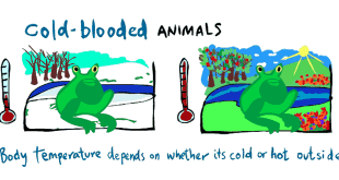 What does cold blooded mean?
