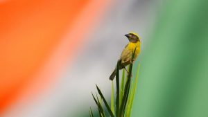 A Baya weaver sitting in front of the Indian flag on the eve of Independence Day at Japanese Garden, Sector 31, in Chandigarh