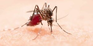 Malaria: Mosquito