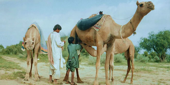 रामबाण से कम नहीं ऊंटनी का दूध