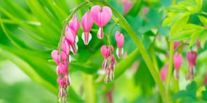 Bleeding Heart: Dicentra Flowering Plant