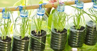 Chhattisgarh Reuses Bottles To Grow Plants