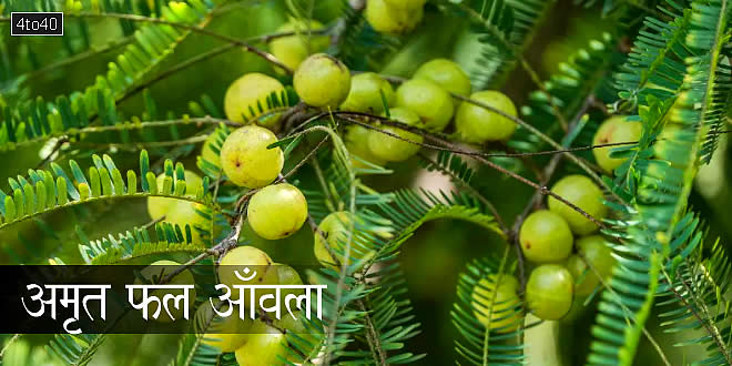 अमृत फल आँवला