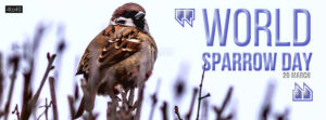 World Sparrow Day Facebook Banner Poster