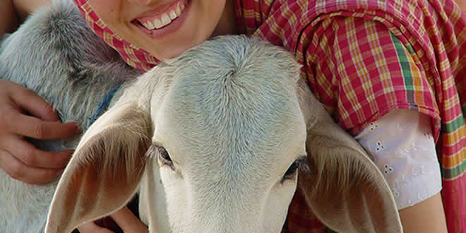 Coronavirus महामारी का स्ट्रेस है तो गाय को गले लगायें