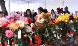 A stall of flower arrangements