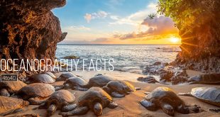 Oceanography Facts: Interesting Facts and Info