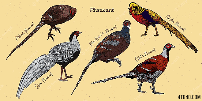 Pheasant: Bird Encyclopedia for Kids