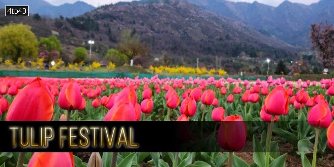 Tulip Festival: Srinagar, Jammu Kashmir