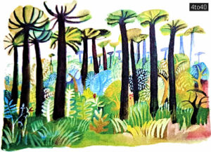 Wood from these tall araucarias is used to make furniture