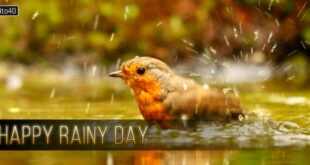 Happy Rainy Day: Funny Story on First Rain & My New Raincoat