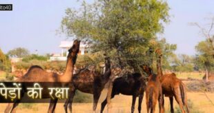 पेड़ों की रक्षा: खेजड़ी का पेड़ - रेगिस्तान का गौरव व राजस्थान का कल्पवृक्ष
