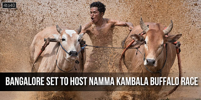 Bangalore set to host Namma Kambala buffalo race for the first time