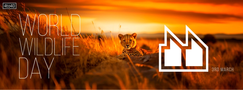 Wild Cheetah - World Wildlife Day Facebook Banner / Poster