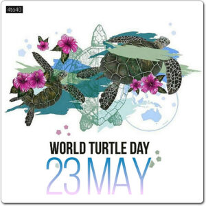 World Turtle Day | May all the Sea Turtles have a happy one!