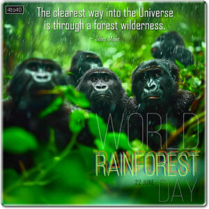 Clearest way into the Universe is through a forest wilderness Picture Message Card