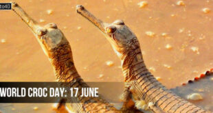 World Croc Day: Date, Fun Facts, Celebration, Significance