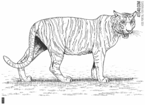 The tiger is a powerful icon of India's cultural and natural heritage
