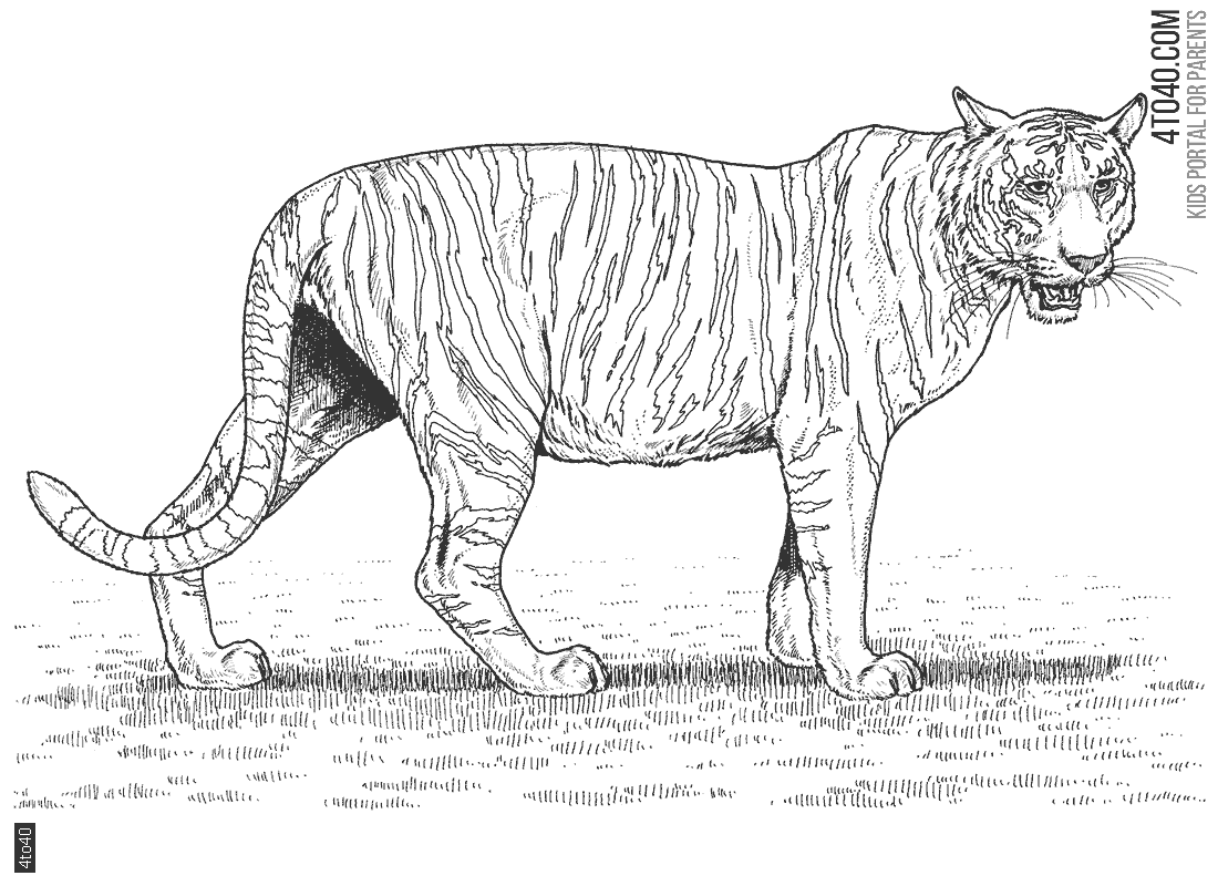 The tiger is a powerful icon of India's cultural and natural heritage