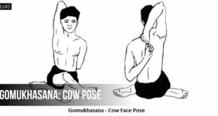 गोमुखासन: Gomukhasana - Cow Pose गाय के मुख के समान आकृति