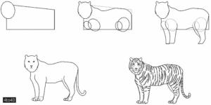 How to Draw a Realistic Tiger in 5 Easy Steps