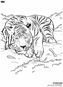 Tiger Printable Coloring Pages