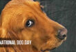 International Dog Day: Date, Amazing Facts, Celebration
