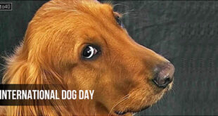 International Dog Day: Date, Amazing Facts, Celebration