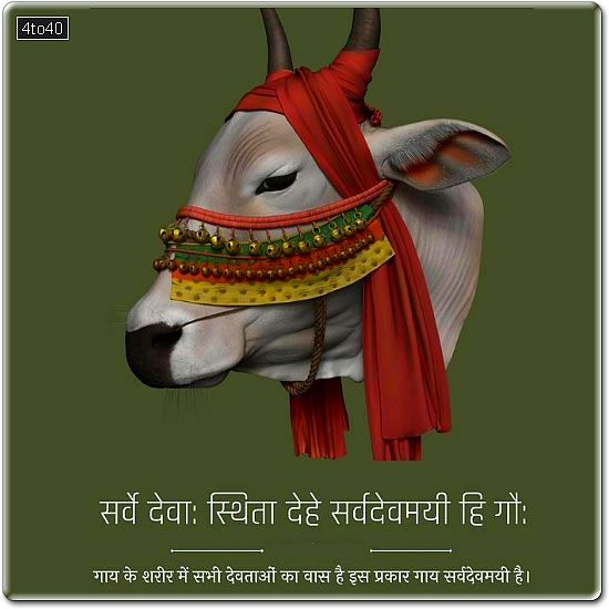 Kamadhenu cow is considered as a divine form of Goddess