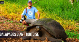 Galápagos Giant Tortoise: गैलापागोस के विशाल जमीनी कछुए