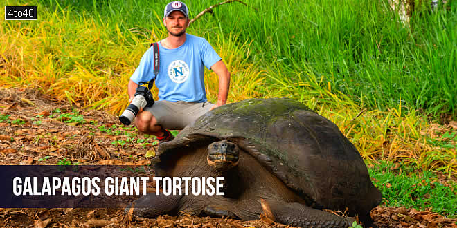 Galápagos Giant Tortoise: गैलापागोस के विशाल जमीनी कछुए
