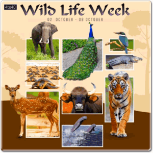 National Wildlife Week Digital Greeting Card