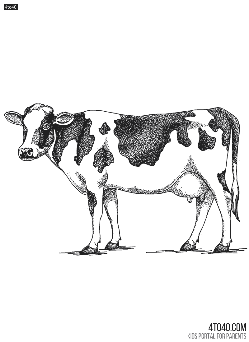 Free Cow Coloring Pages for Kids