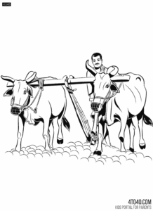 Indian Farmer cultivating land with traditional farming style with Ox