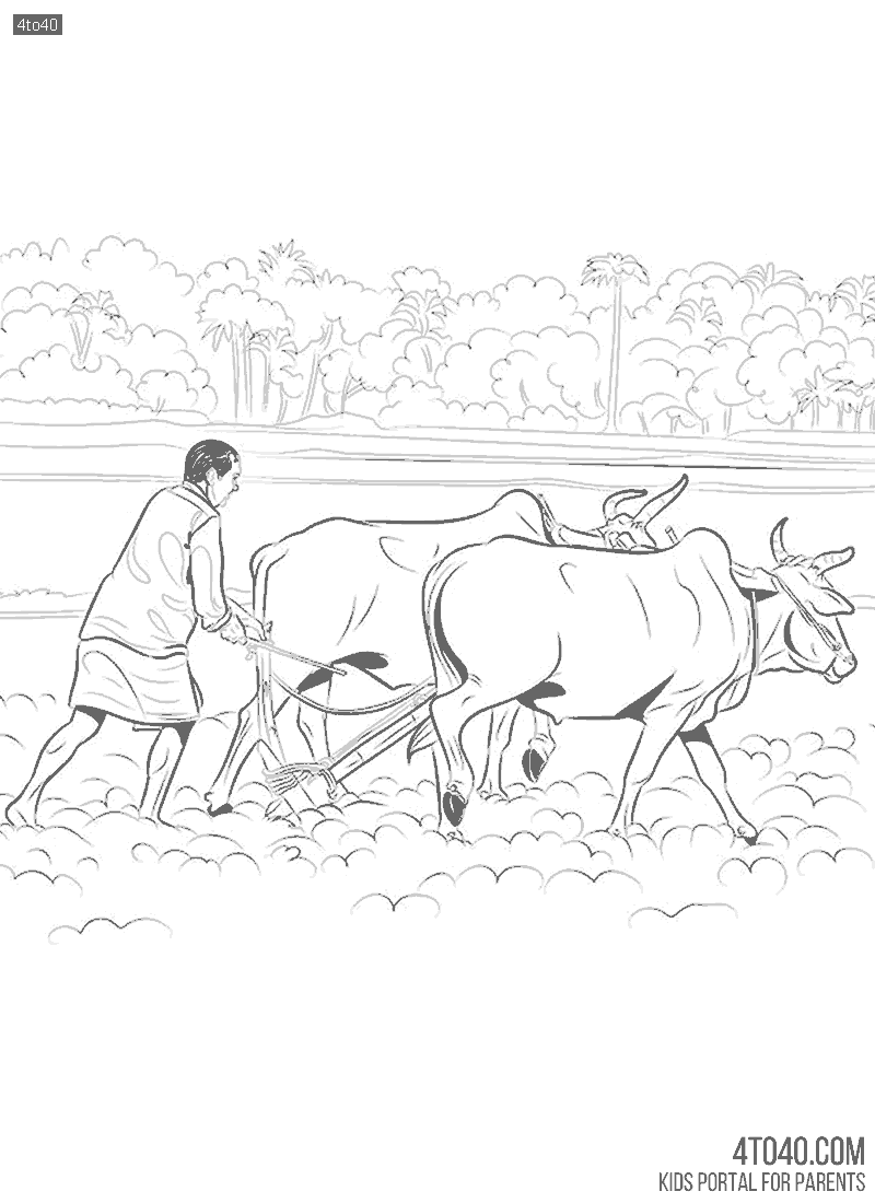 Indian farmer ploughing a field involves traditional methods with bullocks and a wooden Hal - plough