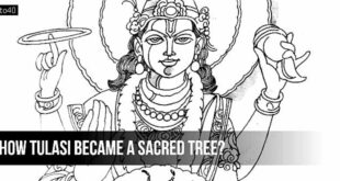 How Tulasi became a Sacred Tree?