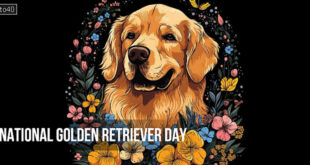 National Golden Retriever Day: Date, History, Significance, Facts