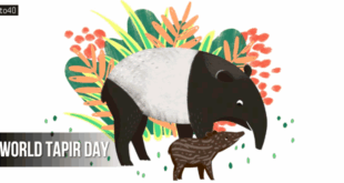 World Tapir Day: Date, History, Celebration, Types of Tapir, Interesting Facts