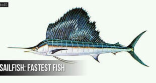 समुद्र में सबसे तेज तैरने वाली मछली: Fastest fish in the sea