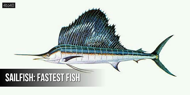 समुद्र में सबसे तेज तैरने वाली मछली: Fastest fish in the sea
