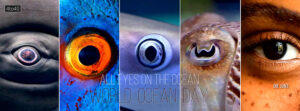 All Eyes on The Ocean - World Ocean Day Banner