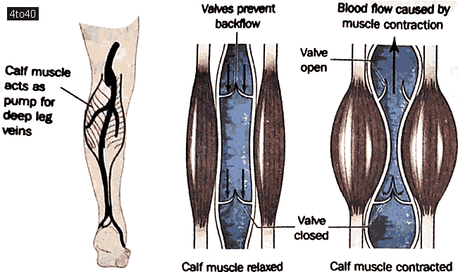 Benefits of Standing up for Soleus