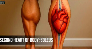 Second Heart of Body: Soleus