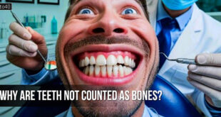 दांतों की गिनती हड्डियों में क्यों नहीं होती? Why are teeth not counted as bones?