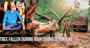 बारिश में गिरे पेड़ ने बदली किस्मत: Tree fallen during rain changed fortune