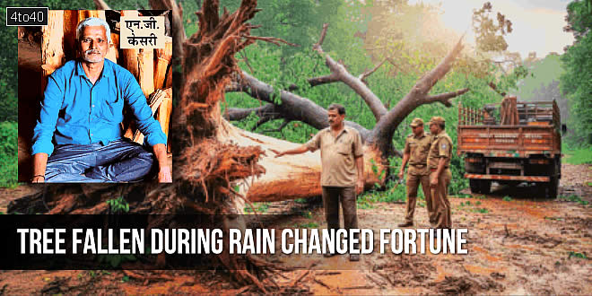बारिश में गिरे पेड़ ने बदली किस्मत: Tree fallen during rain changed fortune